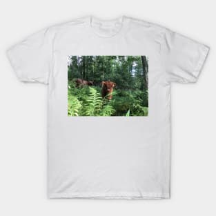 Scottish Highland Cattle Cow and Calf 1481 T-Shirt